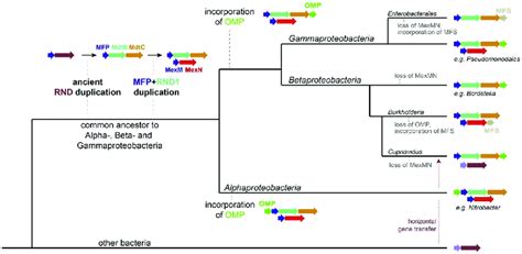 The proposed evolutionary scenario. The evolution within the Alpha ...