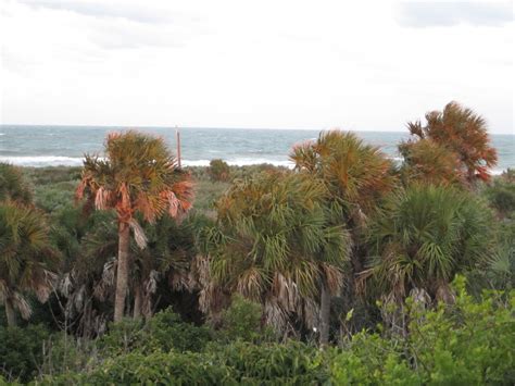 Intimate Florida Landscape Paintings by Nancy Moskovitz: Canaveral Seashore Paintout kick off