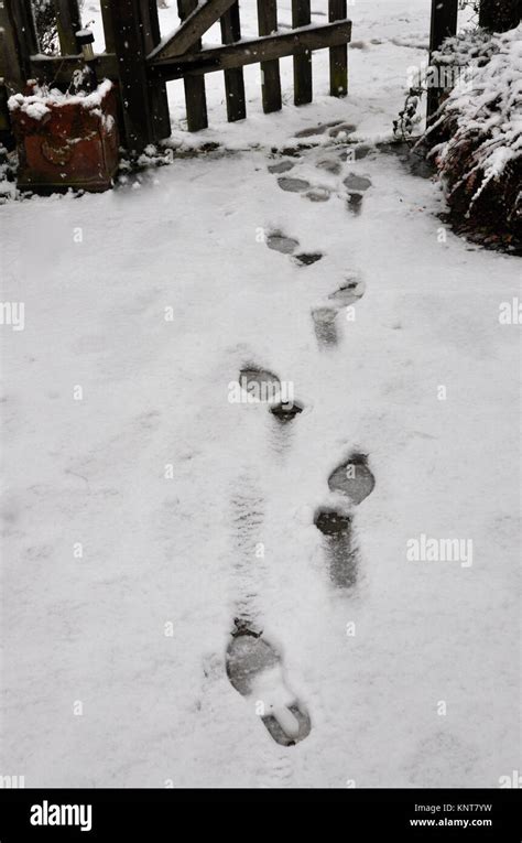 footsteps in snow Stock Photo - Alamy