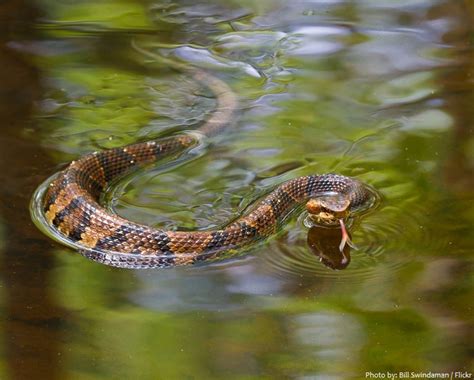 Interesting facts about cottonmouth snakes (water moccasins) | Just Fun Facts