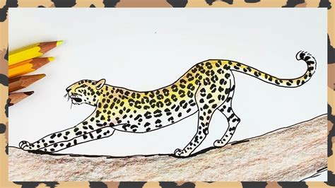 leopard on a tree drawing - anubisartillustrationdrawings