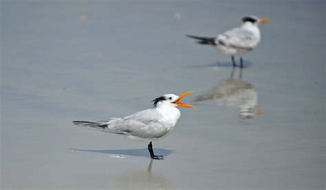 Royal Tern | Audubon Field Guide