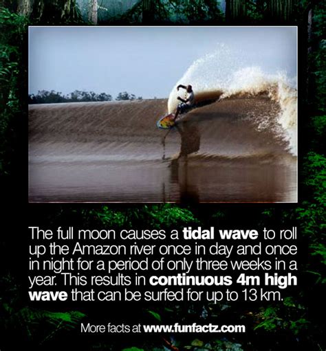 The full moon causes a tidal wave to roll up the Amazon river once in day and once in night for ...