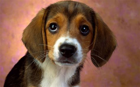 Puppy Eyes Beagle - Wallpaper, High Definition, High Quality, Widescreen