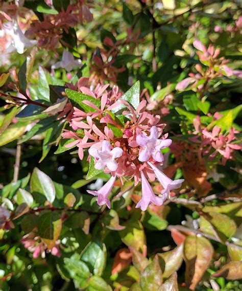 Abelia × grandiflora - Trees and Shrubs Online