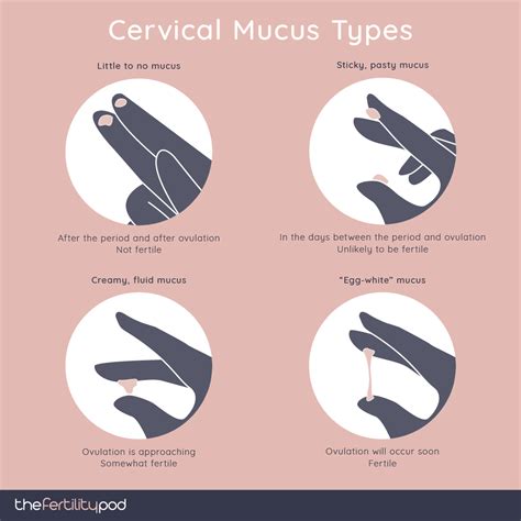 cervical-mucus-types-v35 - The Fertility Pod | Acupuncture & Nutrition