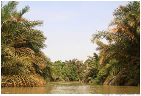 River Gambia. (Photo ID 20520-rivergam)