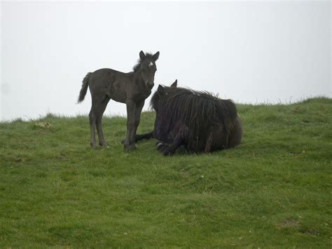 Free Images : pasture, grassland, horse like mammal, ecosystem, grass, fauna, mare, foal, mane ...