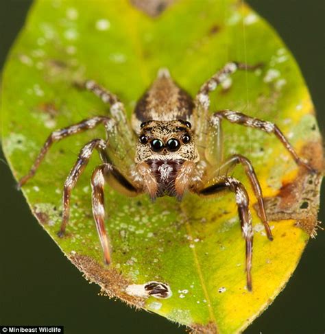 Phone application helps to identify Australia's scariest spiders ...