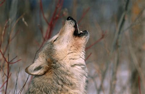 Gray Wolf Howling Photograph by Jeffrey Lepore - Pixels