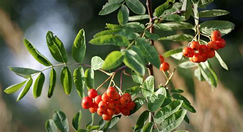 Celtic Meaning: Rowan Tree Meaning in the Ogham on Whats-Your-Sign