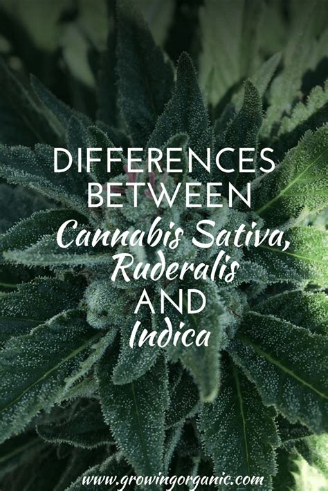 Differences Between Cannabis Sativa, Ruderalis and Indica