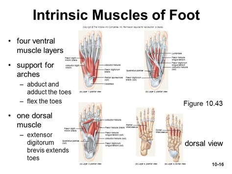 How Strong is Your Foot’s Core?