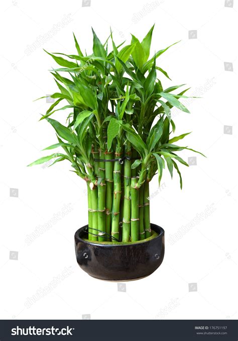 Bamboo Pot Isolated On White Background Stock Photo 176751197 | Shutterstock