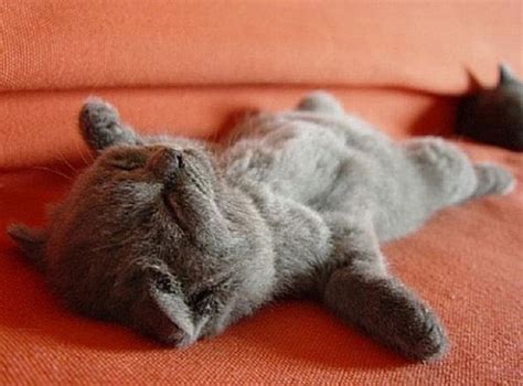 21 Cute Pictures of Sleeping Cats
