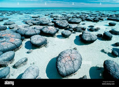 Stromatolites. Hamelin Pool Marine Nature Reserve, Shark Bay, Western Australia Stock Photo - Alamy