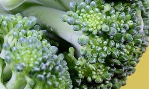 Broccoli Companion Plants To Consider | Epic Gardening