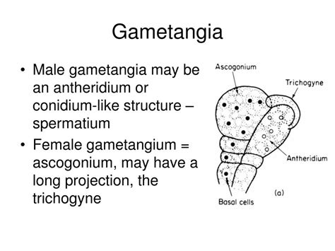 PPT - Phylum - Ascomycota PowerPoint Presentation, free download - ID:5365875