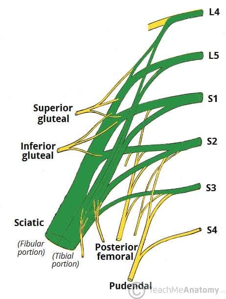 The Sciatic Nerve - Course - Motor - Sensory - TeachMeAnatomy