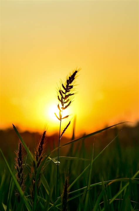 Sunset on the paddy field. Landscape graphy nature, Summer nature graphy, Sunrise graphy HD ...