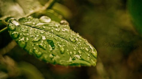 Download Leaf Nature Water Drop 4k Ultra HD Wallpaper