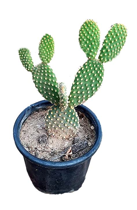 ROOKHRAJ PAUDHSHALA Bunny's Ear Cactus Plant : Amazon.in: Garden & Outdoors