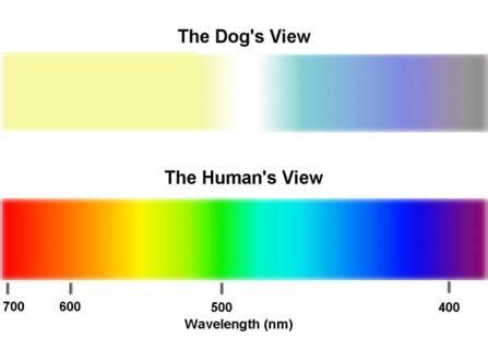 How dogs see and how their vision works is radically different from ...