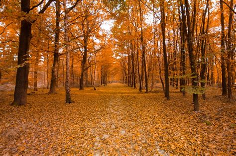 The Best Fall Hiking Trails in and Around Brampton