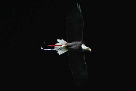 Eagle Vitoria Mascot Benfica Editorial Stock Photo - Stock Image | Shutterstock