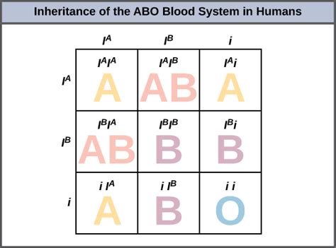 Multiple Alleles | Biology for Non-Majors I