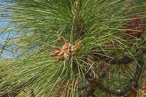 Longleaf Pine Cone Stock Photos, Pictures & Royalty-Free Images - iStock