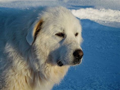 グレート・ピレニーズは生活に余裕のある人でなければ無理 | 犬めいと