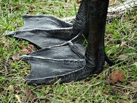 Them Some Big Feet Mr. Goose Free Stock Photo - Public Domain Pictures