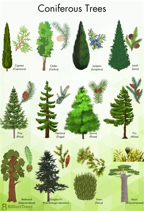 the different types of trees and shrubs