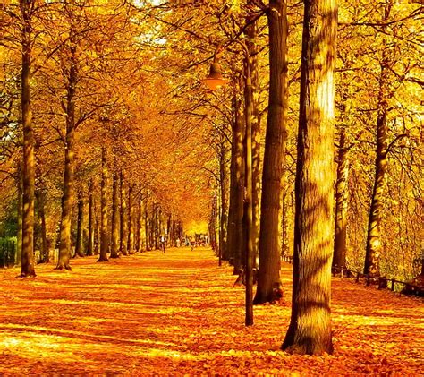 October, autumn, colorful, golden, HD wallpaper | Peakpx