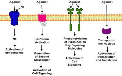 Receptor Antagonist - a biological repressor molecule - Assignment Point