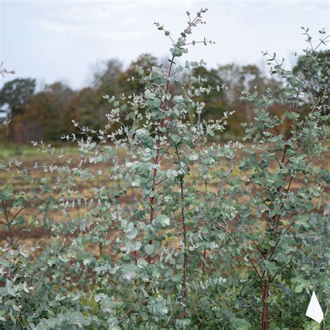 Silver Drop - Eucalyptus Seed | Johnny's Selected Seeds