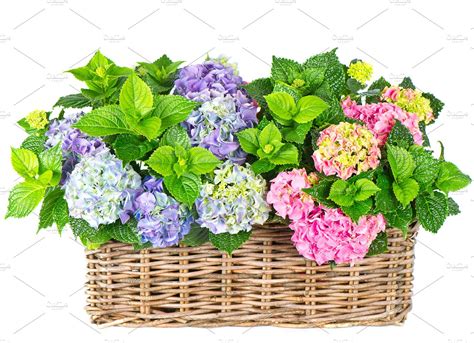 Hortensia flowers | High-Quality Nature Stock Photos ~ Creative Market