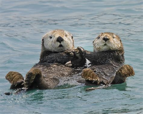 Son de nuit | Cute animals, Otters cute, Otter love