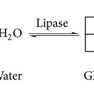 (a) Hydrolysis of triglyceride by lipase [1]. Upon hydrolysis ...