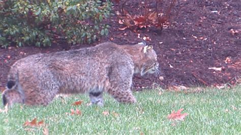 Bobcat Attack / The place for fans of the ohio bobcats!