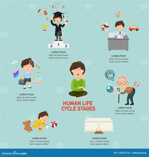 Human Life Cycle Stages Infographic Vector Illustration Vector | The ...