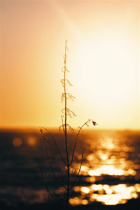 Silhouette of Truck during Sunset · Free Stock Photo