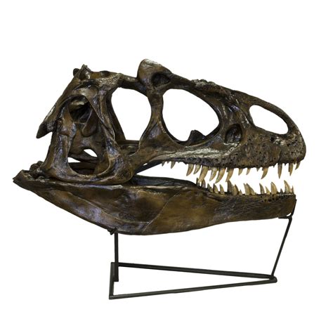 Replica Allosaurus Skull (Actual Size) — Skulls Unlimited International ...