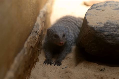 Banded Mongoose - ZooChat