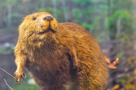 Beaver On Dam Free Stock Photo - Public Domain Pictures