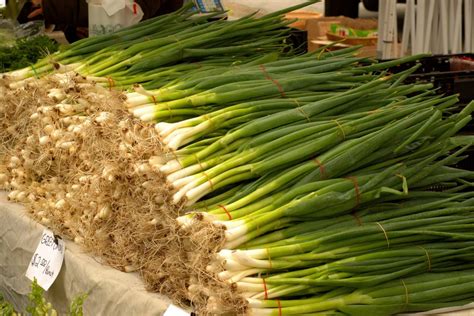 How to Start Growing Green Onions - Garden and Happy