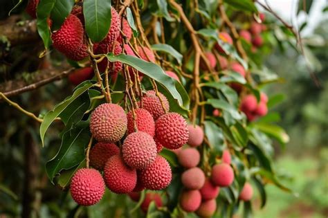 Premium AI Image | Lychee fruit exotic plant with piked red peel