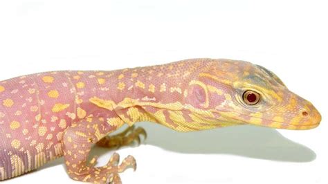 Photos: Meet this albino water monitor