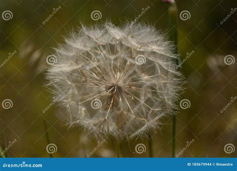 Dandelion Plant in a State of Seed Dispersal Stock Photo - Image of ...